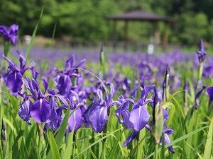 紫色のカキツバタ