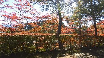 写真：10月31日の坂道の途中から入口周辺の木々の上部を撮影した様子。赤く色づいた木が多く見えます