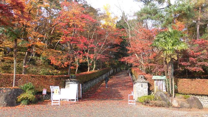 写真：11月16日の松雲山荘入口周辺。色づいた木と散り落ちたモミジで一面が赤く染まっています
