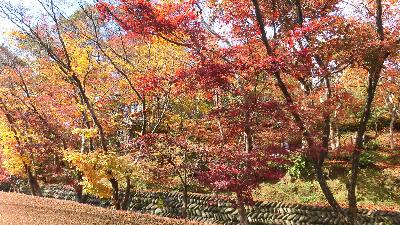 写真：11月16日の園内。赤いモミジと黄色いイチョウの木が交互に並んでいます。