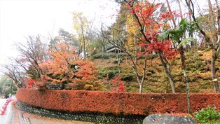 11月24日時点の松雲山荘の正門の周り。落葉が進んでいます。