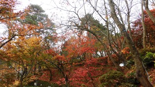11月24日時点の松雲山荘の園内。モミジが赤く色づいています。