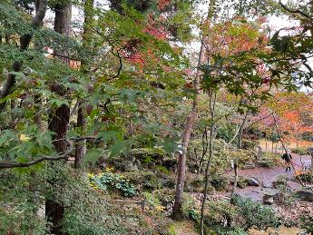 写真：11月11日の園内。手前には青葉の木が、奥にオレンジ色に色づき始めた木が見えます。