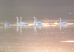 写真：長峰大池の白鳥