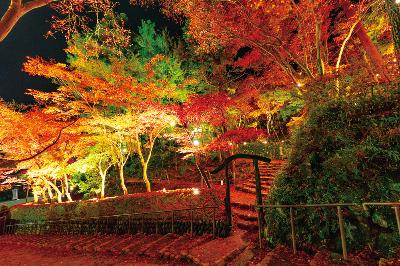 写真：紅葉の葉が落ち絨毯にのようになった松雲山荘