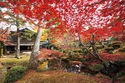 写真：赤い紅葉の映える飯塚邸の庭