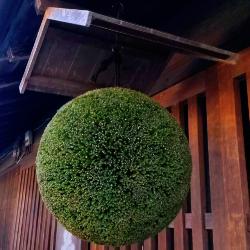 写真：蔵元の軒先に下がる杉玉（イメージ）