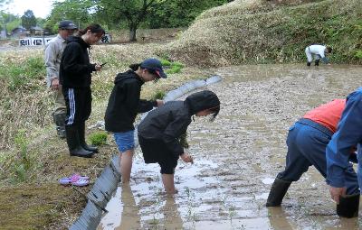 写真：裸足で田んぼに入る子どもたち。木枠でつけた跡にあわせて、稲を手で植えています