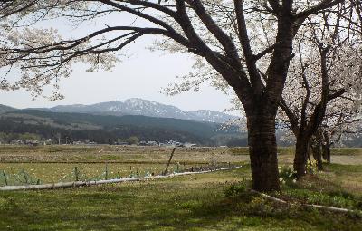 写真：桜並木の向こうに残雪の米山が見えます。