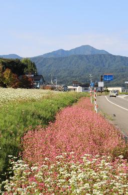 写真：道路沿いに咲くそばの花。白い花とピンク色をした花が咲いています。