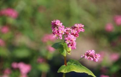写真：そばの花。濃ピンク色をした花が咲いています