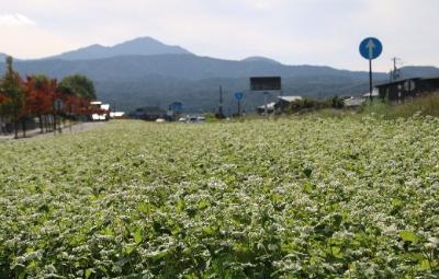 写真：国道8号バイパスの法面一面に咲いた白いそばの花