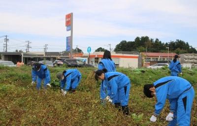 写真：体操着姿の中学生たちが実ったそばの実を収穫しているところ