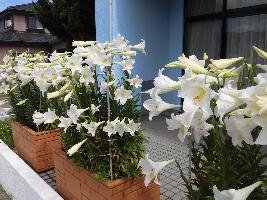 写真：玄関前に設置した大型の植木鉢に、たくさんの百合の花が咲いています。