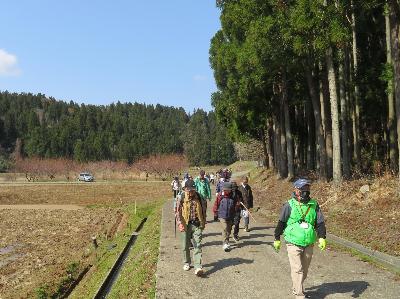 写真：杉林に沿って歩き、大日山ウォーキングを楽しむ人々