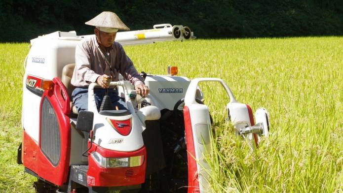 コンバインに乗り、稲を刈っている男性の写真