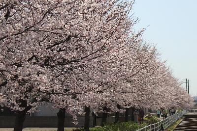 写真：比角地区を流れるよしやぶ川沿いの桜並木。満開の桜が写っています
