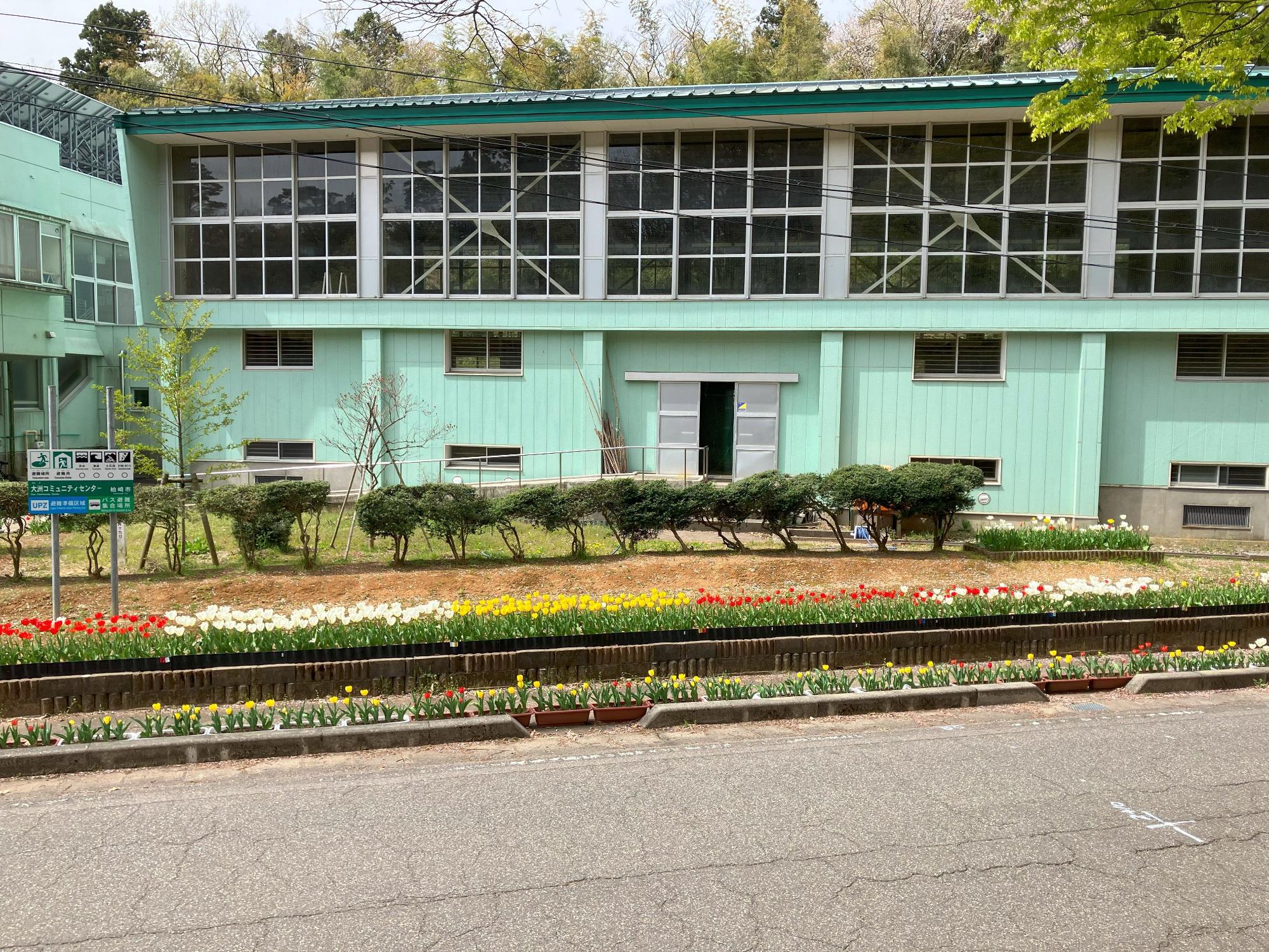 写真：道路わきの花壇に、チューリップが並んで植えられています。奥にはコミセンの体育館が見えます。