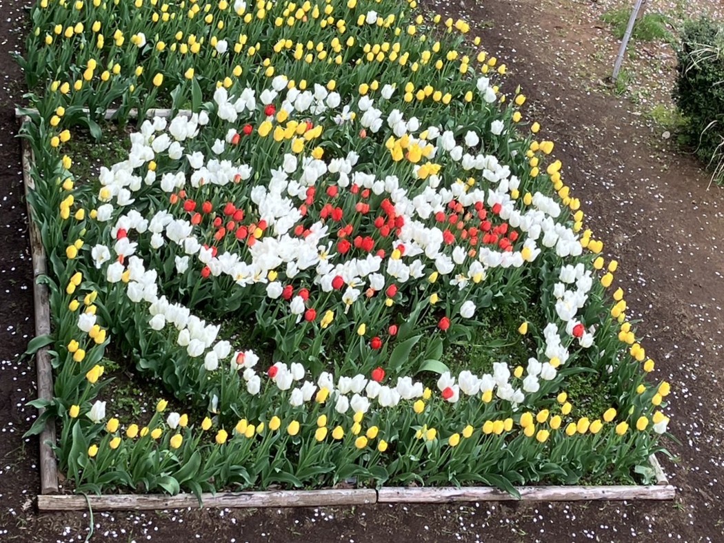 写真：チューリップの咲いた花壇。チューリップを色別で植え、アンパンマンの絵が描かれています