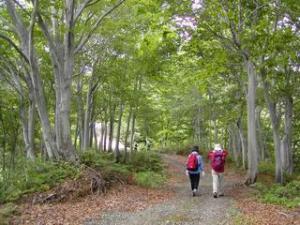 新緑のブナ林が続く登山道をリュックを背負った女性が2人横に並んで歩いている写真