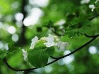 白いアジサイのような形をした花が木に咲いており、雨にぬれて緑の葉もきれいなムシカリの写真