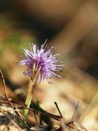 茎の先に打ち上げ花火のように咲いている薄紫の丸い花の写真