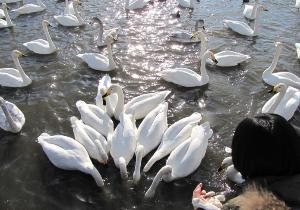 写真：女の子が投げる餌にたくさんの白鳥が群がっている様子