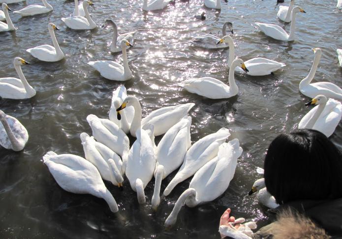 写真：白鳥がエサを食べに集まっています
