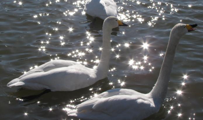 写真：太陽光が反射する湖面で、優雅に泳ぐ白鳥たち