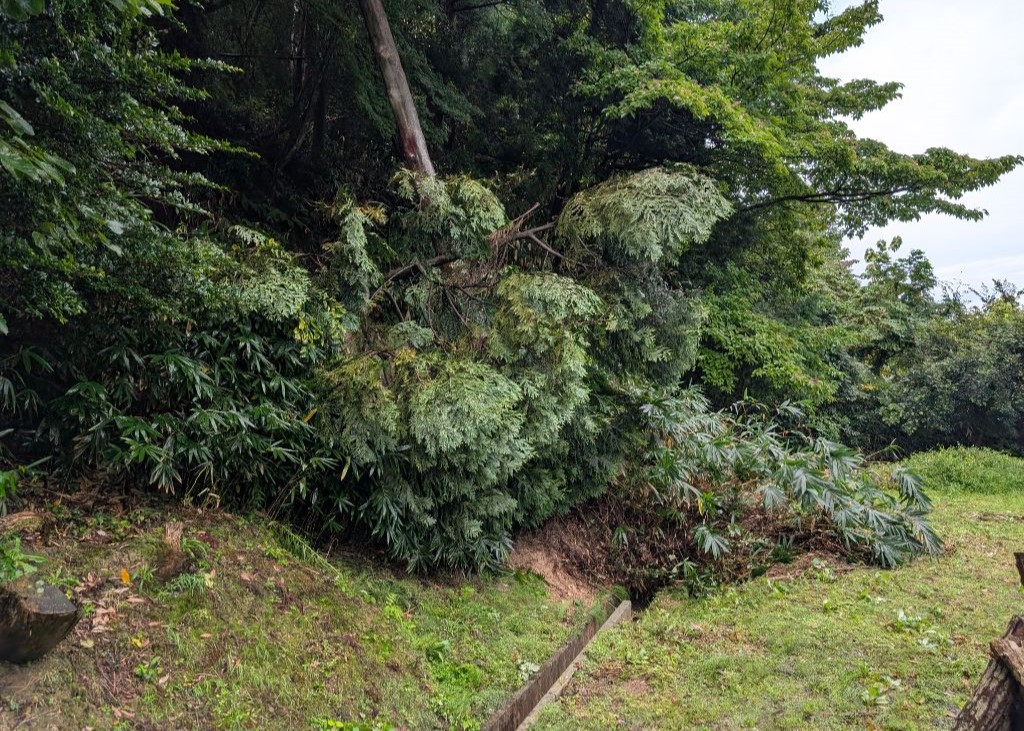 写真：水田わきの水路の法面が崩れています