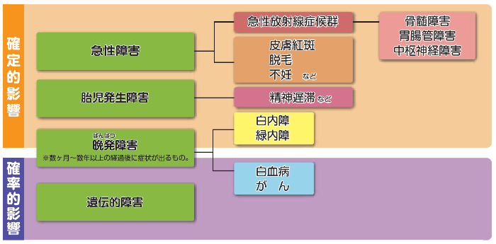 被ばくした場合に人体への影響・症状などを示したもの。この後、確定的影響と確率的影響のそれぞれの説明が続きます