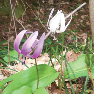 写真：薄紫色のカタクリと白色のカタクリが並んで咲いています