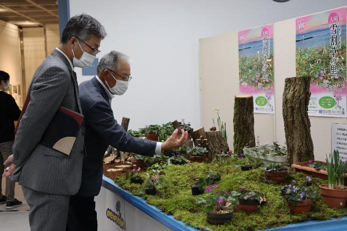 柏崎の花の内覧会にて、市長が雪割草の説明を受けている様子