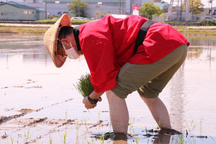 笠と法被を着た市長が、田んぼで米山プリンセスの苗を手植えしている様子