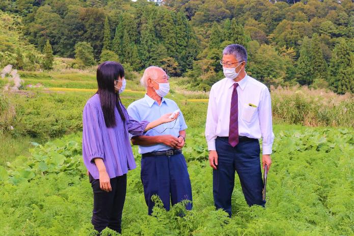 黒姫人参の葉が茂る畑で、栽培者の中島さんと市長、FMピッカラ高橋さんが横に並んで話をしている写真