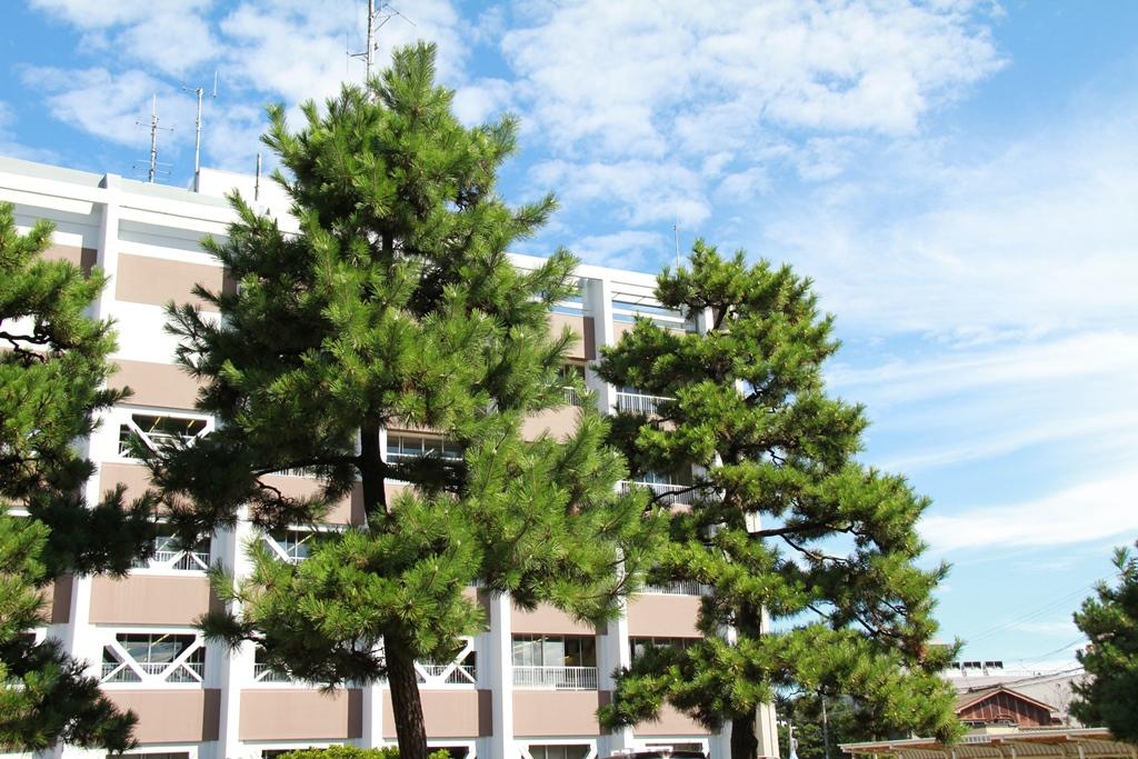 青い空の下に市役所前に青々とした立派に立つ柏崎市の木、黒松の写真