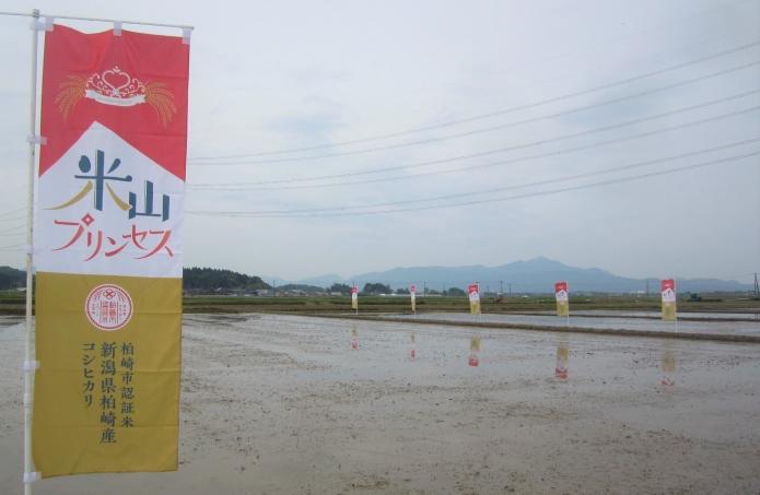 米山プリンセスののぼりがたなびく田園風景の写真