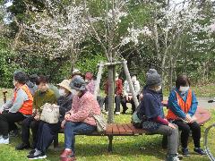 写真：桜の木を囲むように置かれたベンチに腰掛け、利用者とサポーターでお花見をしている様子