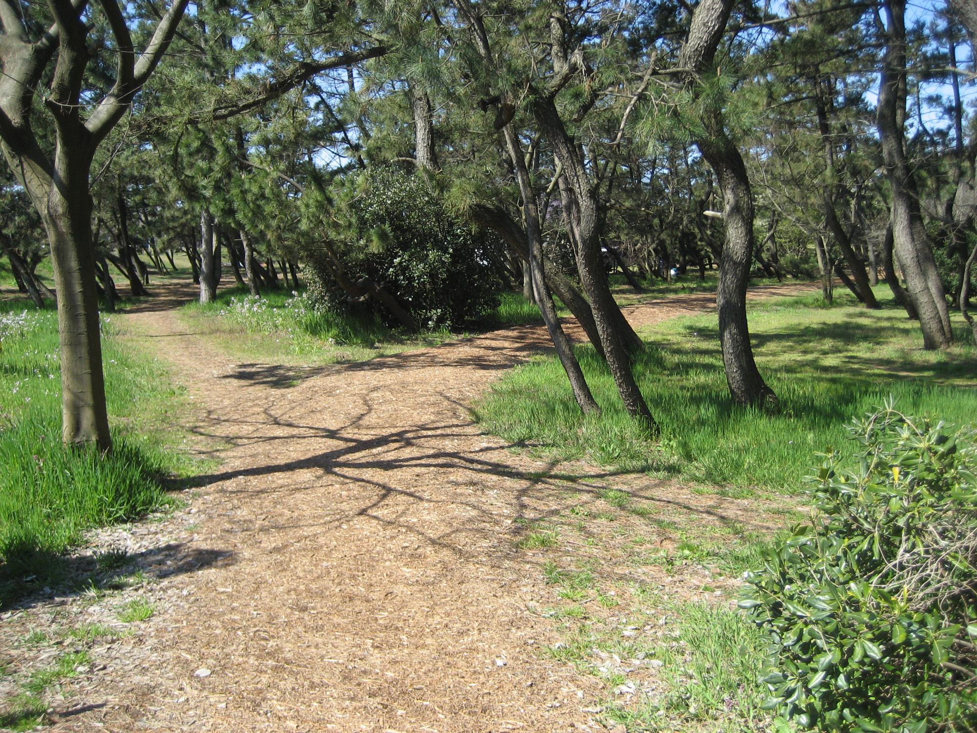 写真：ウッドチップが敷かれた松林の中を歩く森林コース