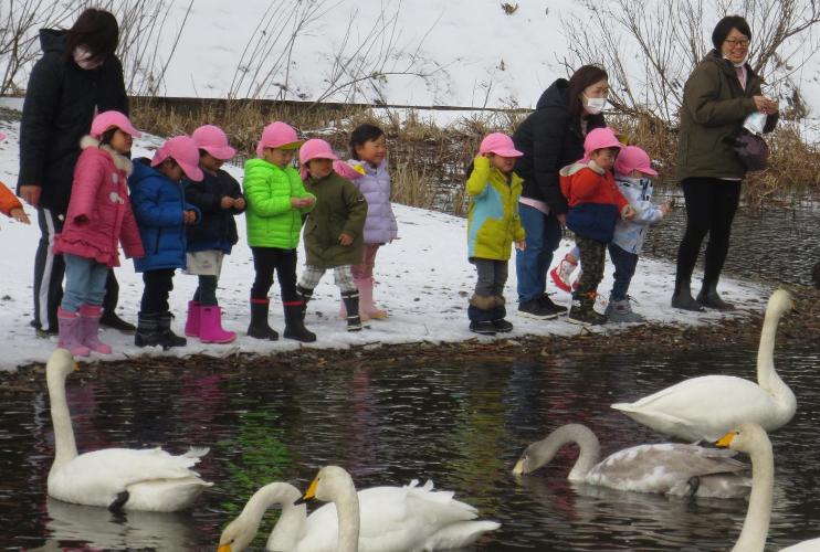 写真：2・3歳児が、白鳥に食パンをちぎってあげているところ。子どもたちのすぐ前までハクチョウが集まっています。