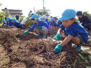 写真：畑にしゃがみ込み、土の中から出ている茎を頼りに、サツマイモを掘り起こそうとしている4歳児