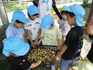 写真：かごに入ったジャガイモを運んでいる5歳児たち