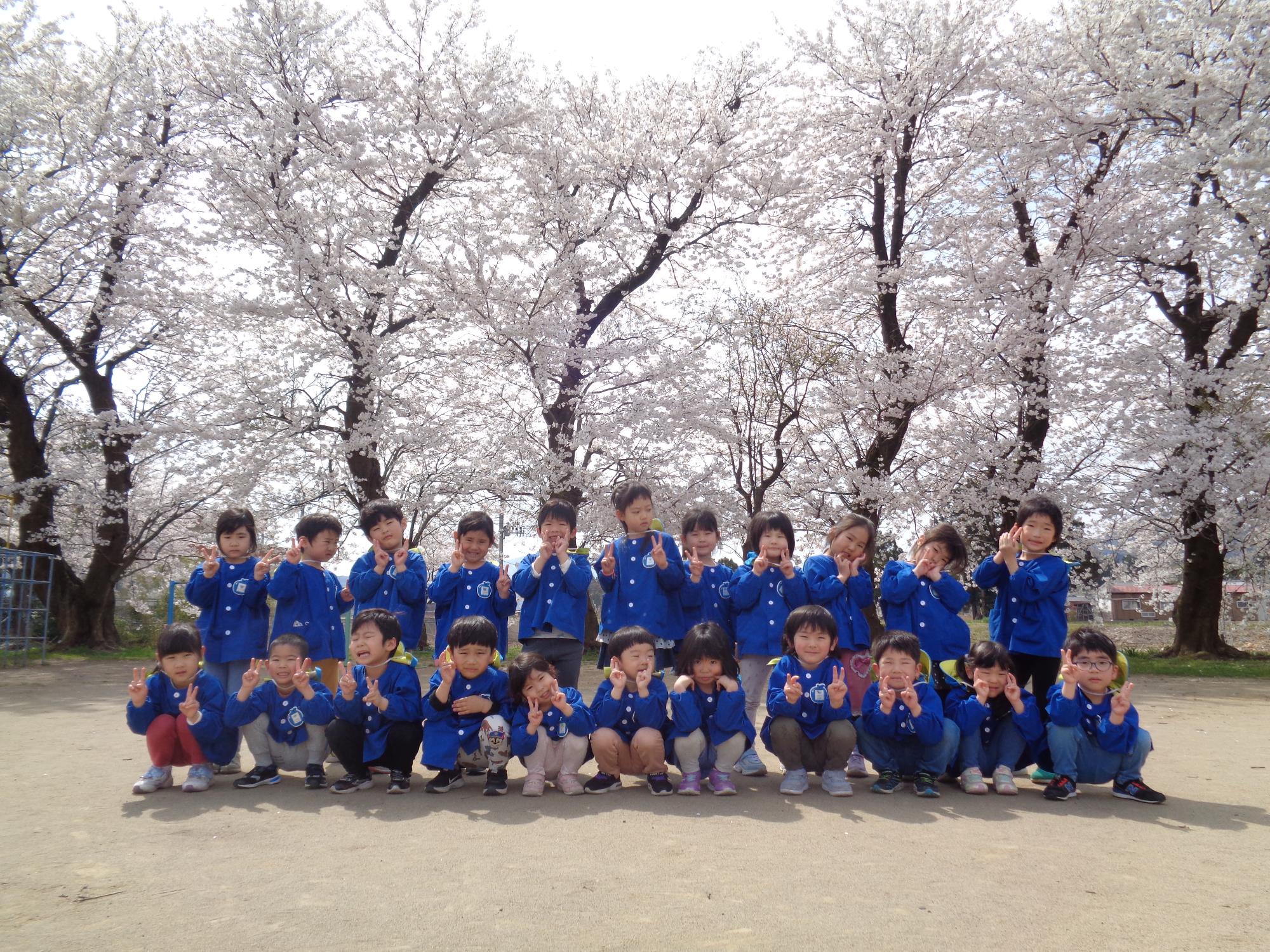 写真：満開の桜の木の下に並ぶぞう組の子どもたち