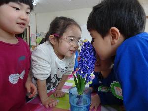 花が咲いたヒヤシンスのにおいをかごうと、顔を近づける2人の子どもたち