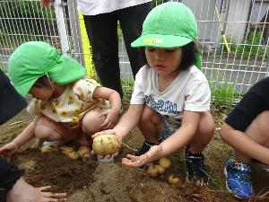 写真：自分の握りこぶしよりも大きなジャガイモが掘れて驚いている年少児