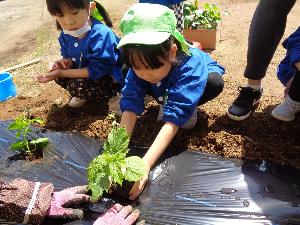 写真：保育園職員と一緒に、野菜の苗を両手で大事そうに植える子どもたち