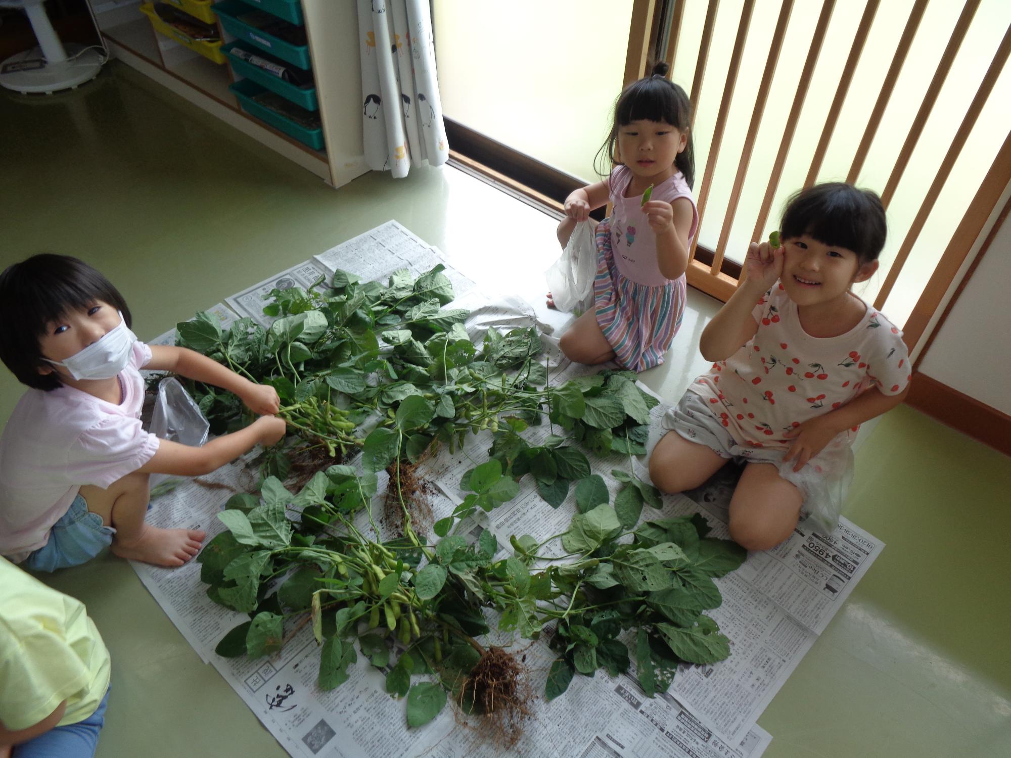 写真：年長児と年中児が新聞紙を広げ、枝豆のさやを手で取っている様子。