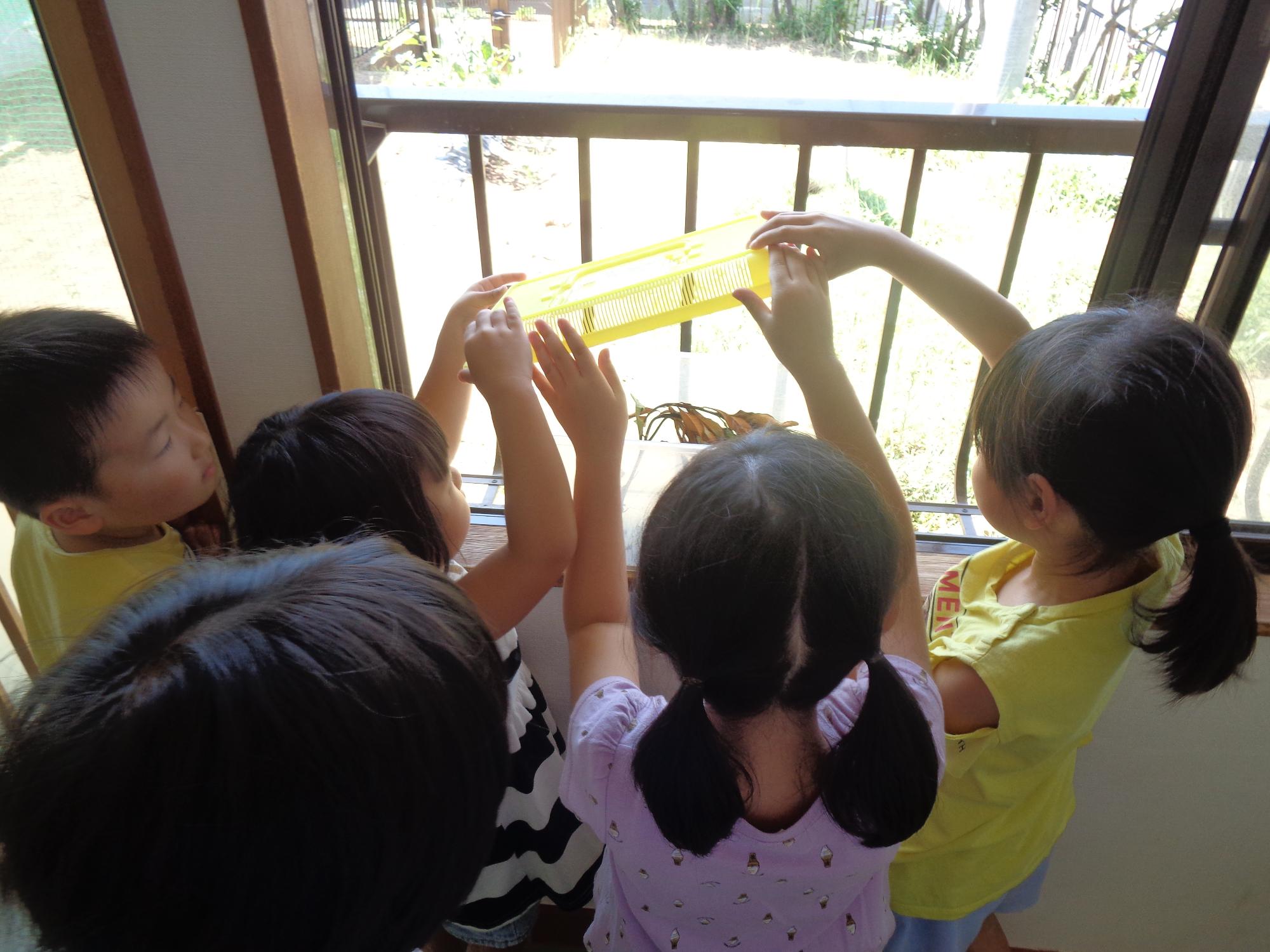 写真：年長児と年中児が虫かごのふたを開けてアゲハチョウを窓の外に話しています。