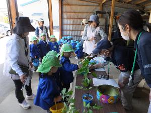 写真：子どもたちがJAえちご中越の店頭で、野菜の苗を買っている様子