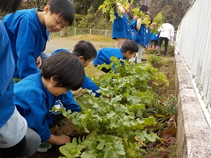 写真：大きく茂った大根の葉の根元を持ち、4歳児と5歳児が力いっぱい畑から大根を引き抜いています。